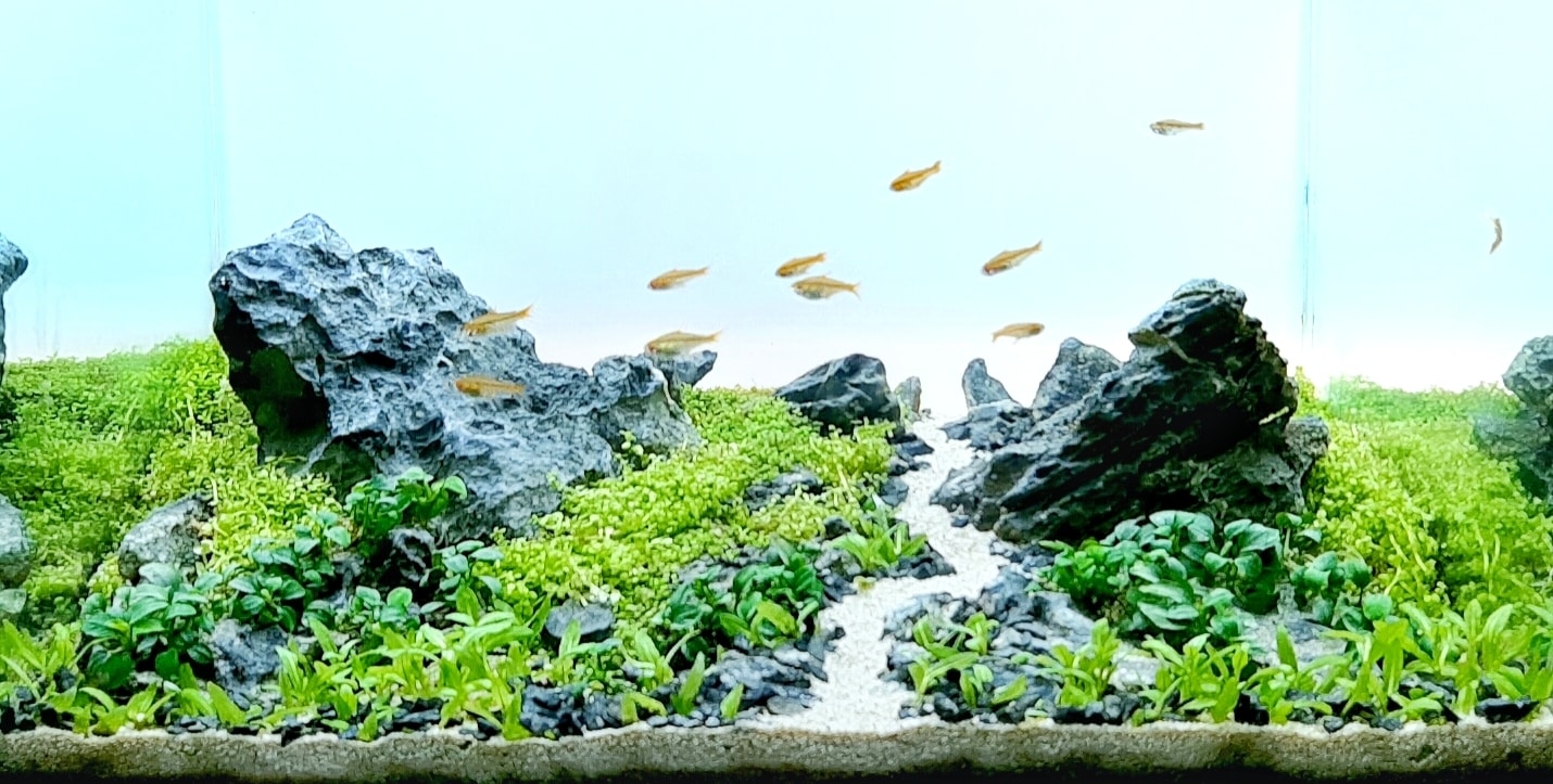 start with hardy plants such as moss