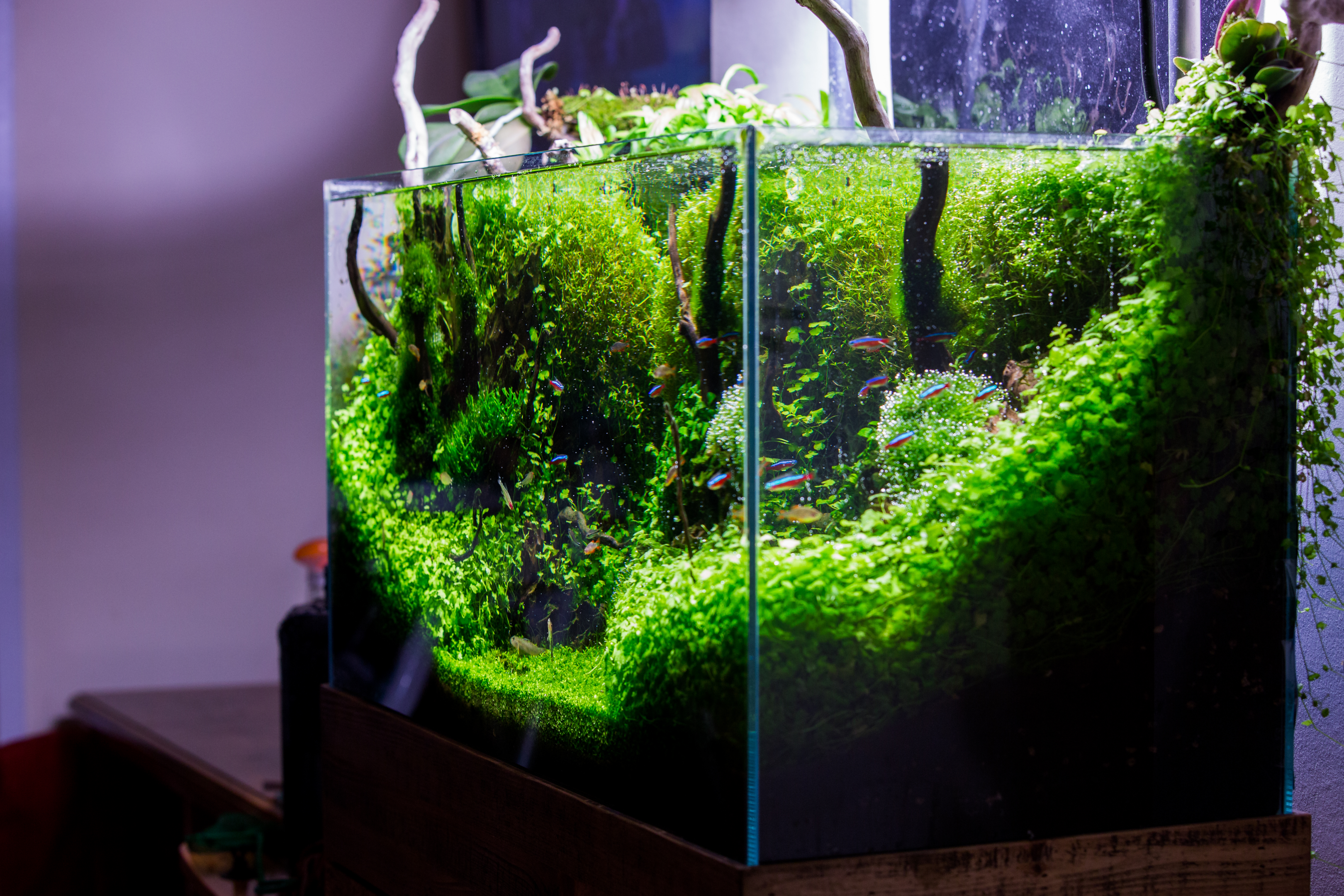 aquascape by chris oddy