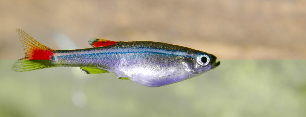 Best temperature depends on the species of fish