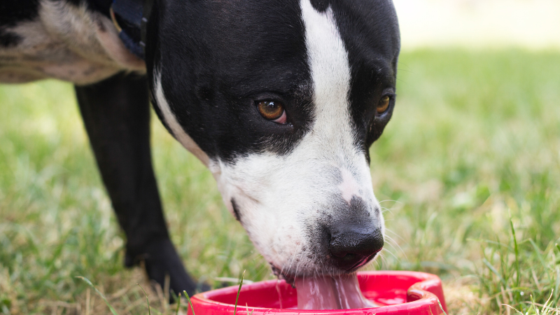 The Complete Guide to Dog Water Dishes