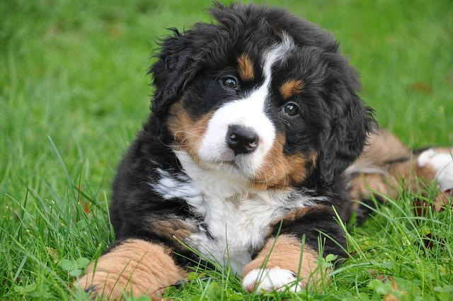 bernese mountain dog, dog, big dog