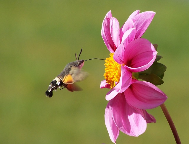 hummingbird hawk moth, butterfly, macroglossum stellatarum