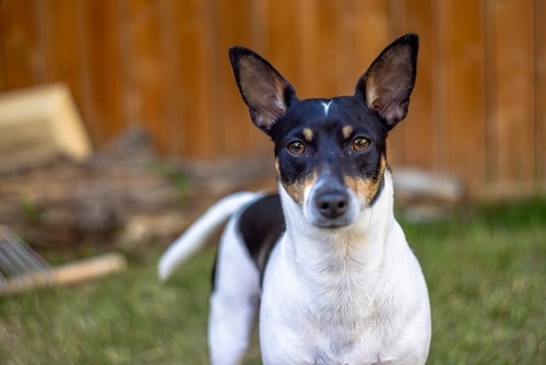 An adult Toy Fox Terrier standing in a fenced backyard
