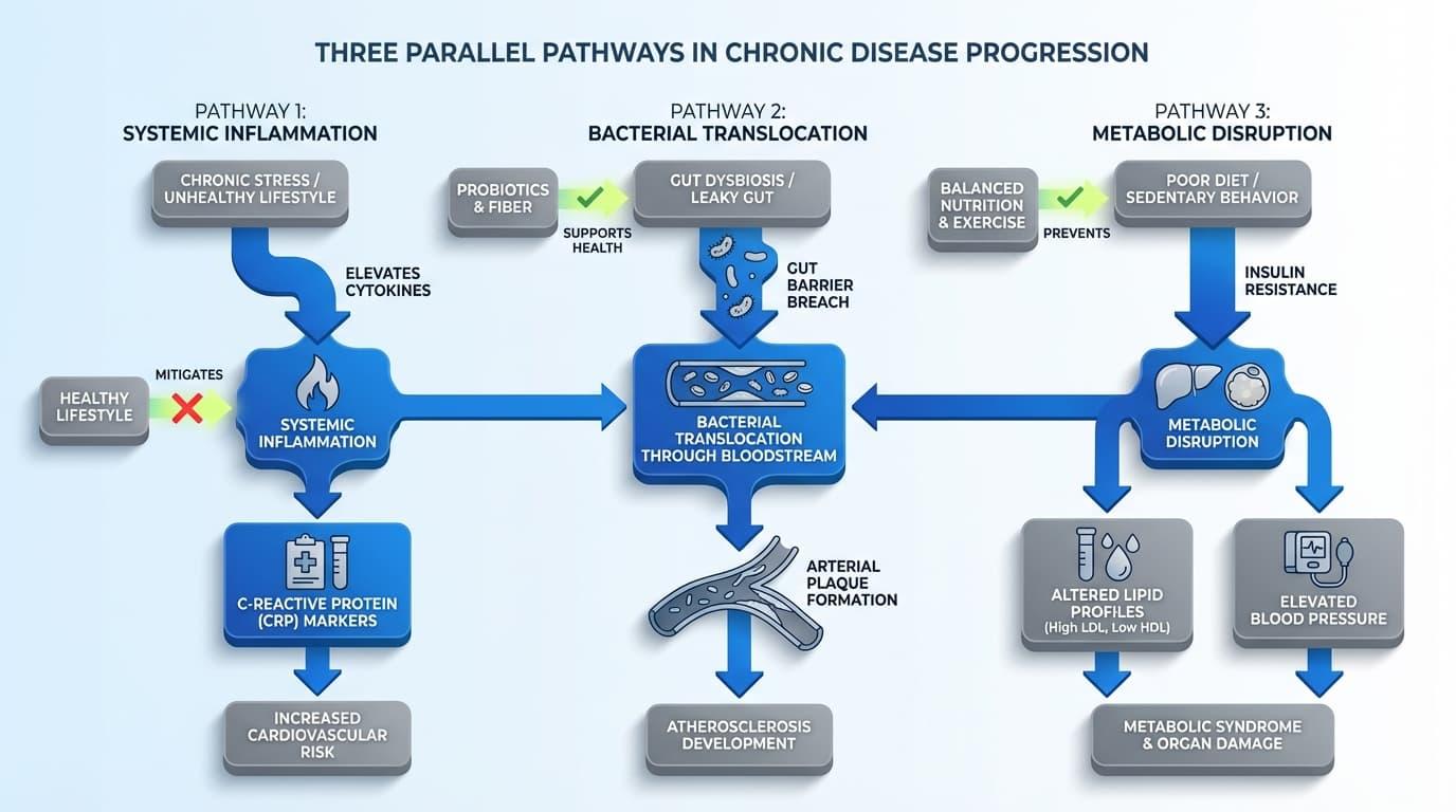 How Poor Oral Health Affects the Heart: The Biological Pathways