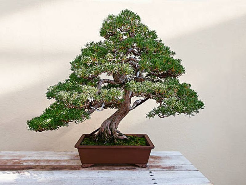 Bonsai focuses on balance and harmony, promoting sustainability to protect the planet.