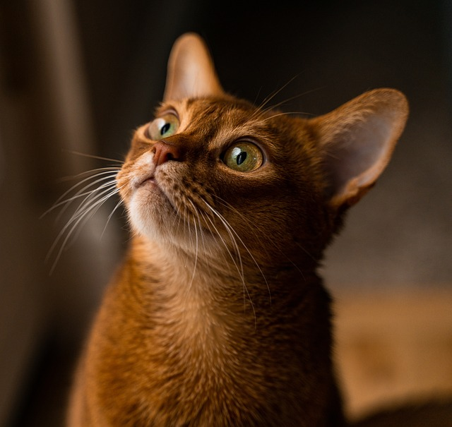 cat, abyssinian, pet