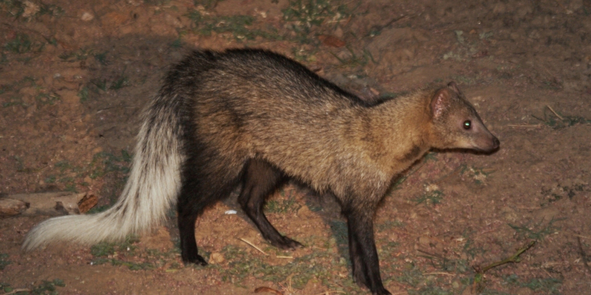 interesting animals in zambia