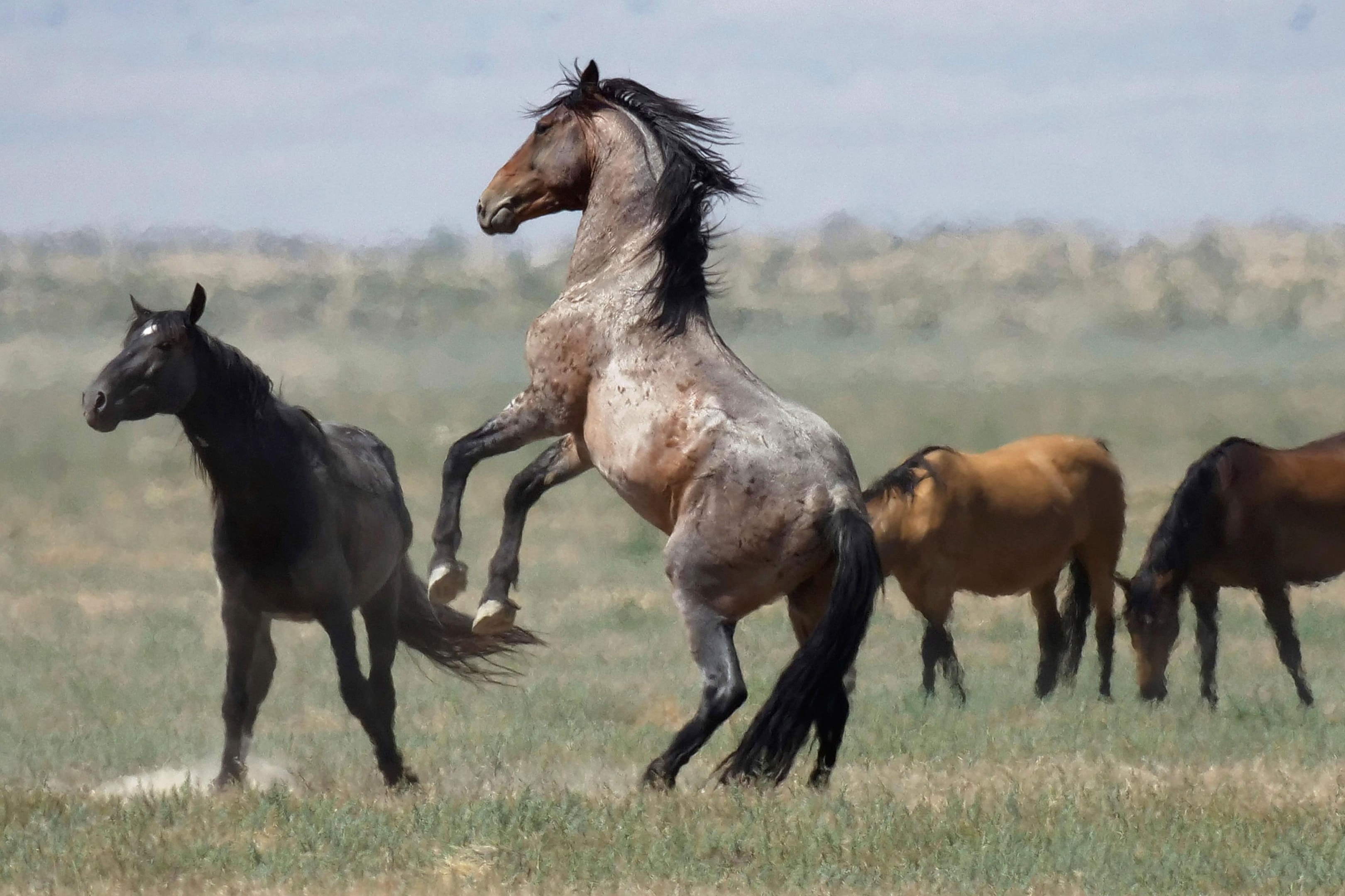 Wild horses playing in a field. 