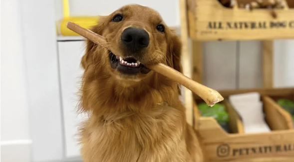 happy dog holding a bully stick which was sold by pairing the benefit to the feature or features on the seller central detail page