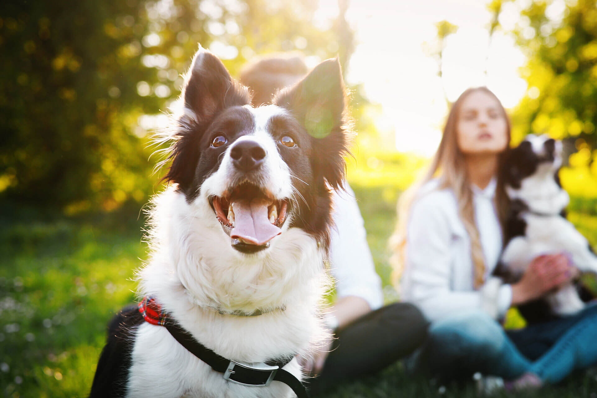 Celebrating Life with Your Dogs