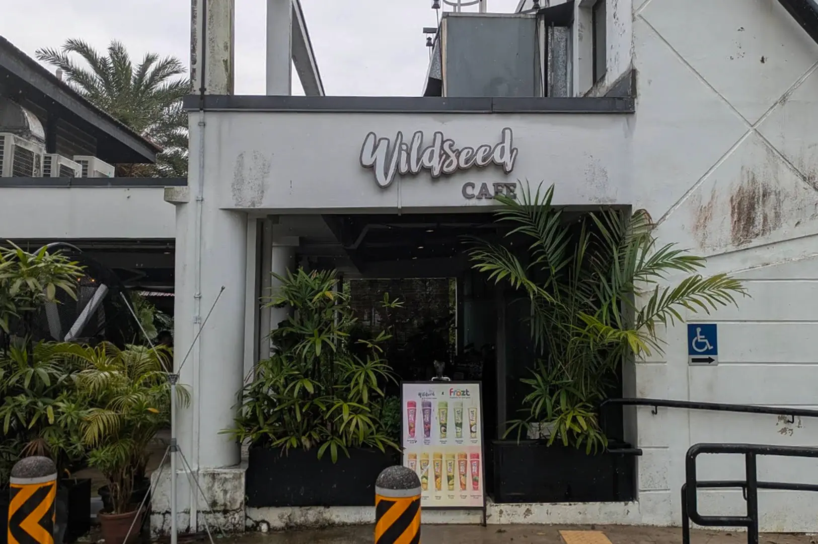 An outdoor shot of the entrance to "Wildseed Cafe," featuring a white, slightly weathered concrete storefront under an overcast sky. The cursive silver sign reading "Wildseed" is mounted above the word "CAFE" over a sheltered walkway flanked by large potted tropical green plants and leafy palms in black rectangular planters. To the right, a blue wheelchair accessibility sign with an arrow is mounted on the wall near a black metal handrail ramp, while a colorful promotional poster stands on the ground in the center, flanked by yellow-and-black striped safety bollards.