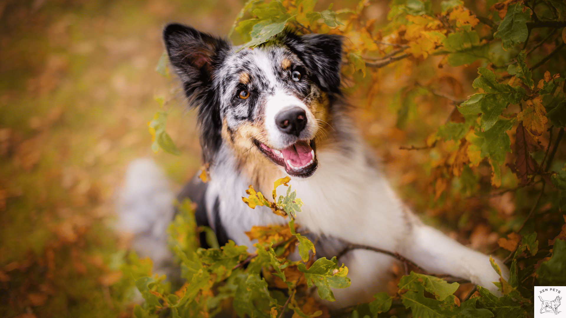 happy dog playing at outside while having seasonal allergies