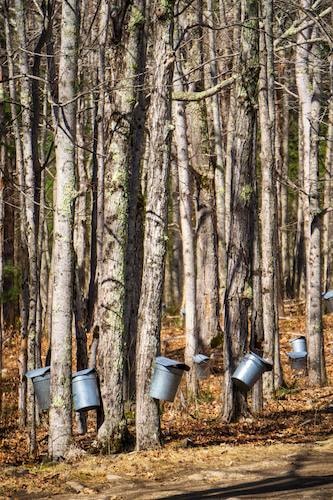 Buckets to catch the raw maple sap as it ascends the tree