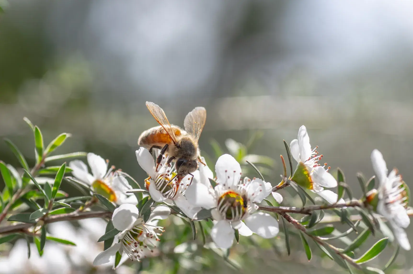 Antibacterial activity can be reduced by using the honey of the manuka flowers. 