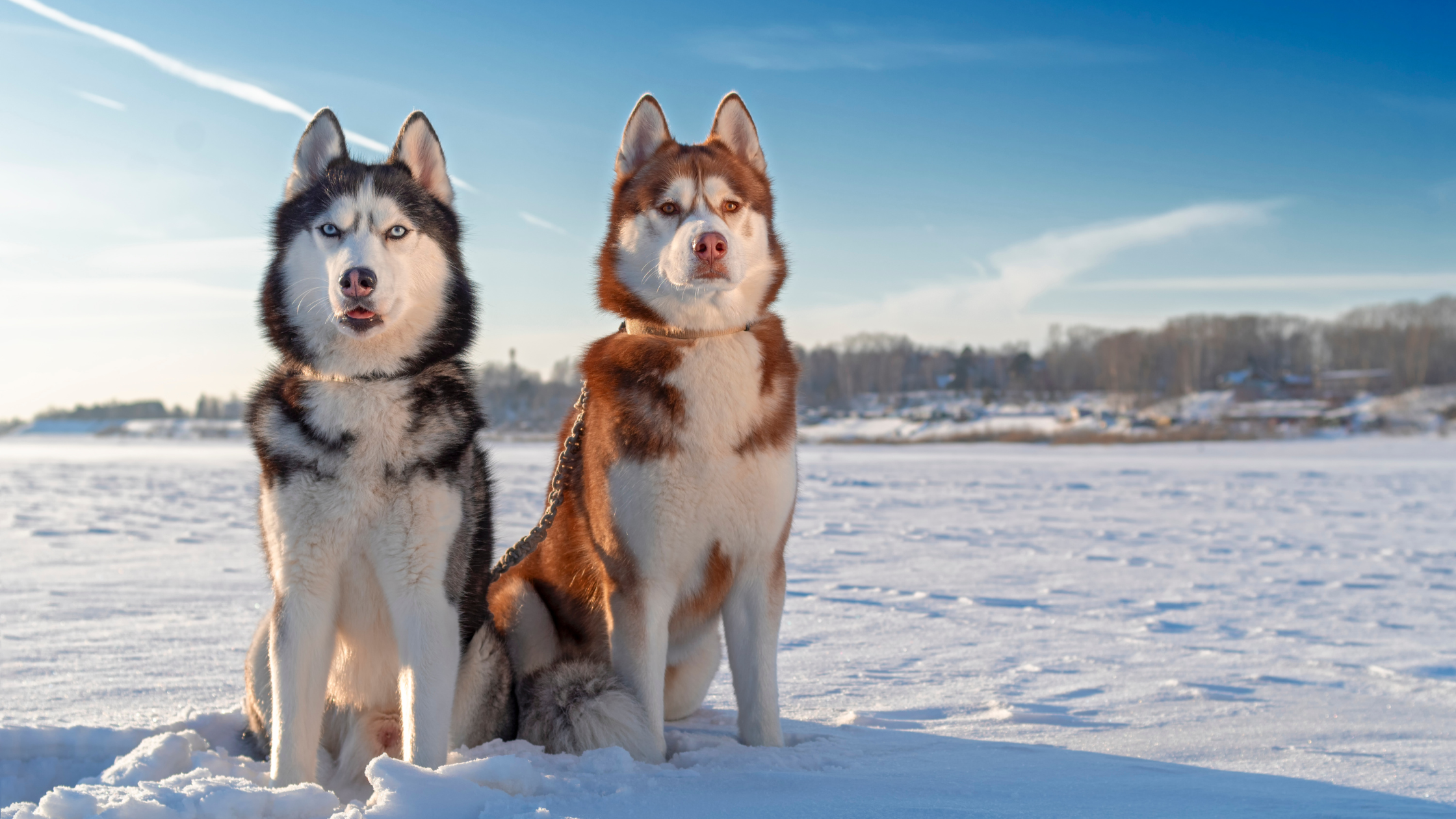 Two Siberians standing in a large snow filled field