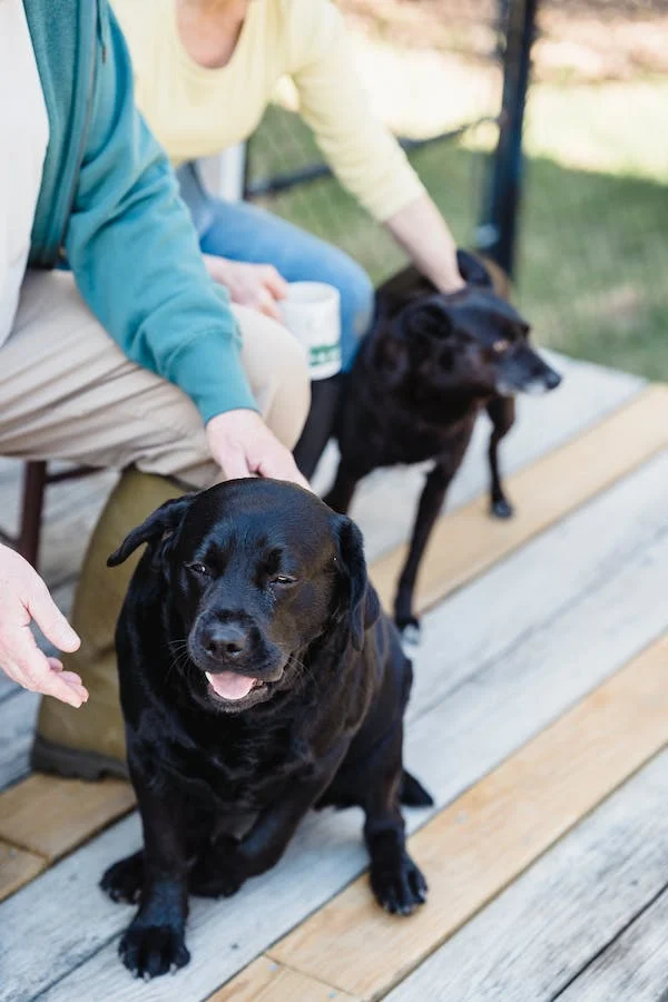 akc registered calm temperament dogs; family companion