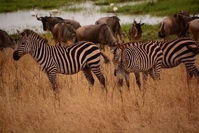 great wildebeest migration