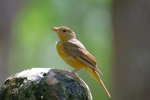 bird, yellow, tanager