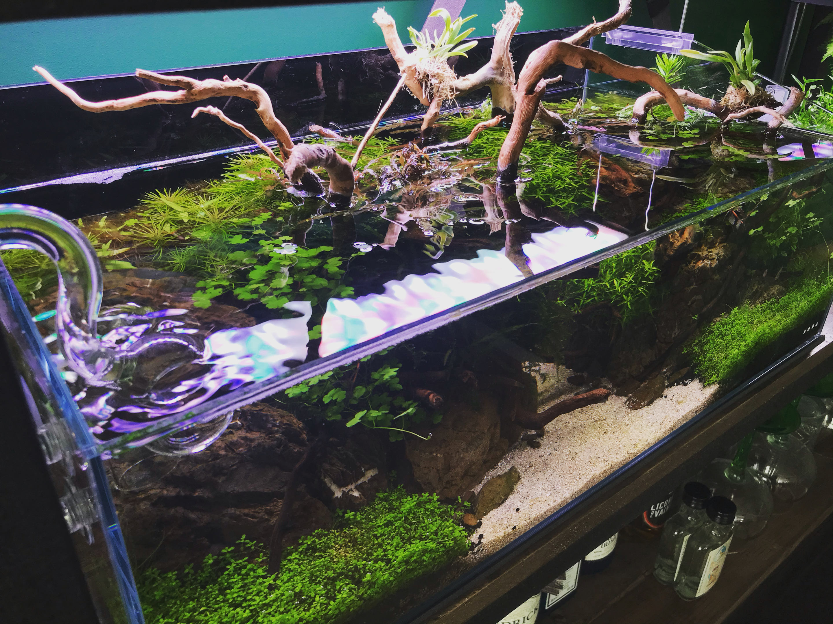 Beautiful shop aquarium decorations