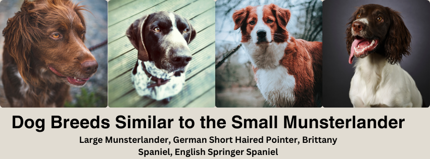 A photo collage of dog breeds similar to the Small Munsterlander