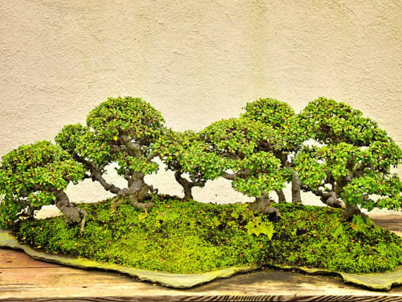 Matching bonsai trees to soil types enhances the aesthetic appeal of the bonsai and adds context, transforming it into a living work of art.