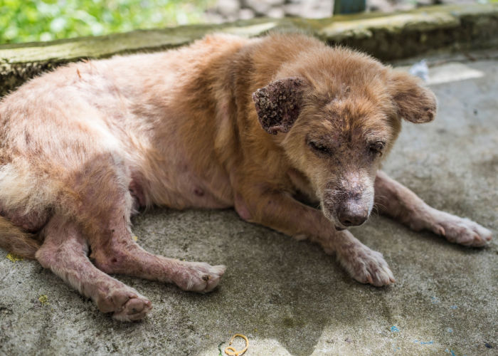 A dog suffering from demodectic mange lies on the concrete floor.