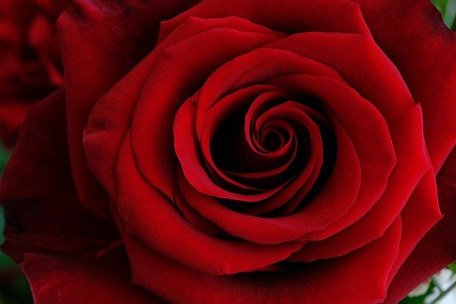 Rose éternelle amoureux éclat