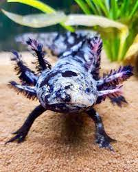 Mosaic Axolotl: The Complete Guide To Care Your Aquarium Pet