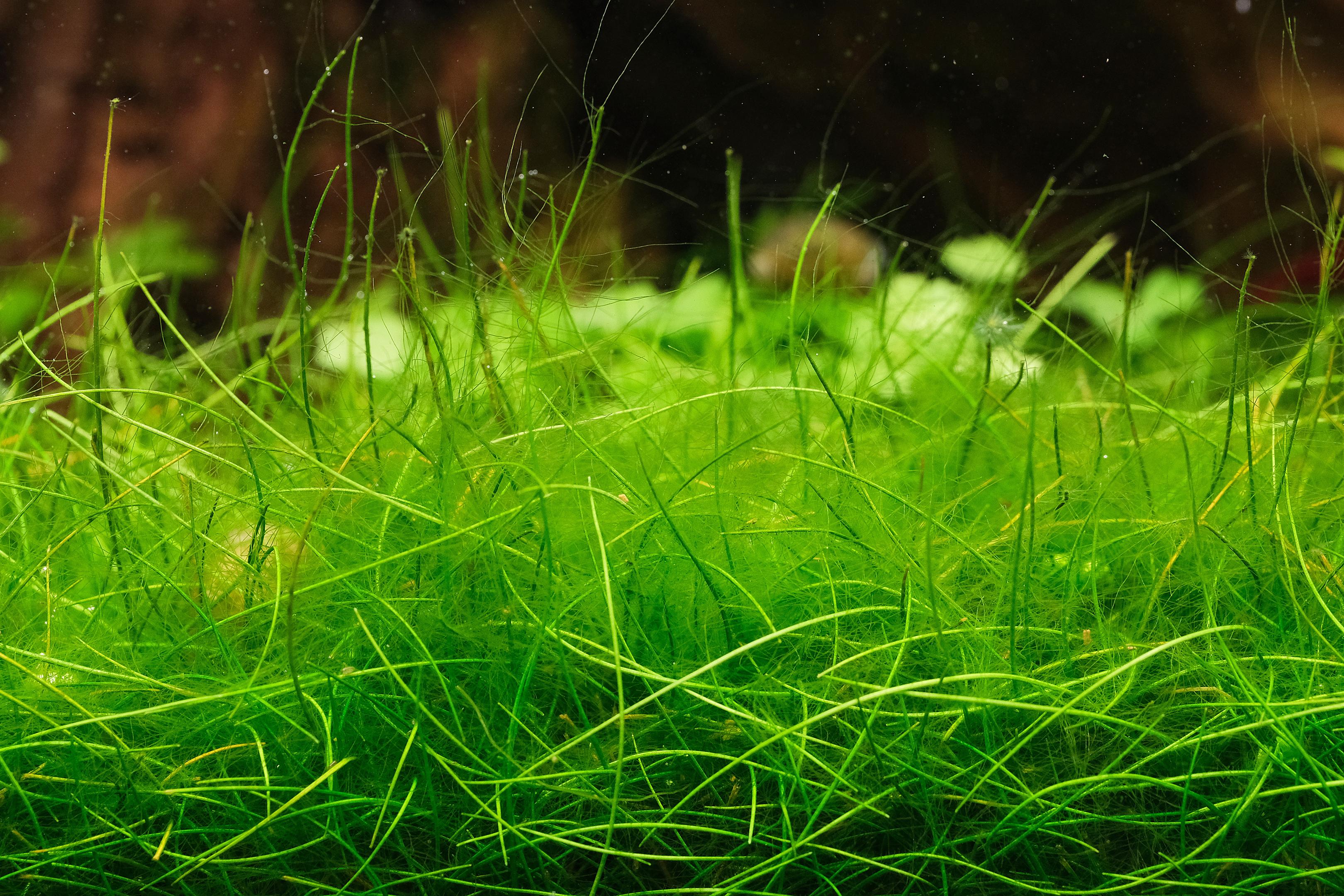 Hair algae on dwarf hair grass in aquarium