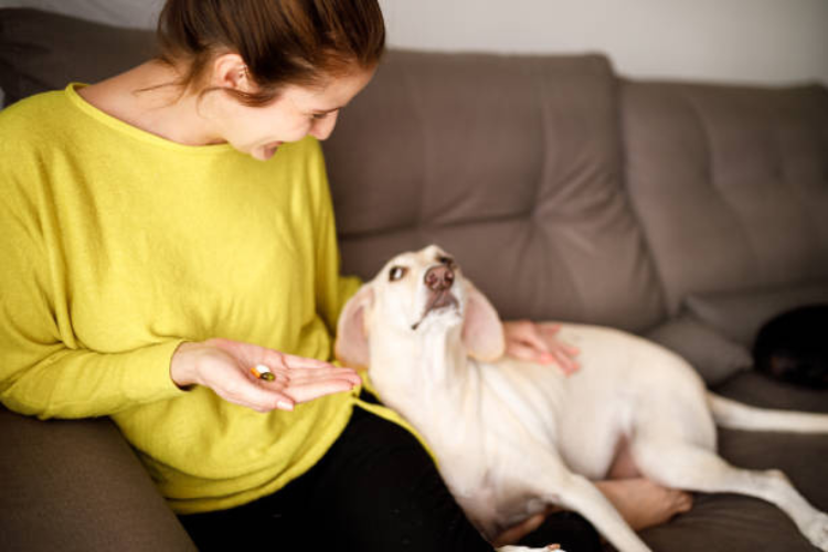 Choose the Right Probiotics for Your Dog