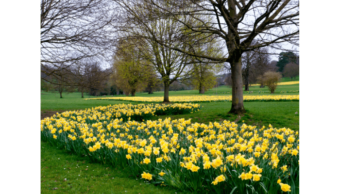 type of daffodil