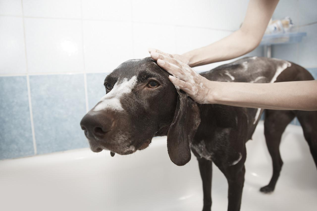 dog love baths, dogs, bathing area