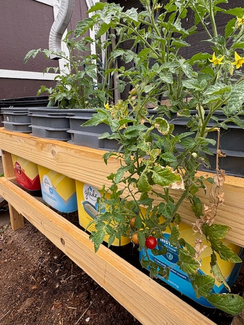 tomato plants growingin discarded buckets. tomato plants growingin discarded buckets.