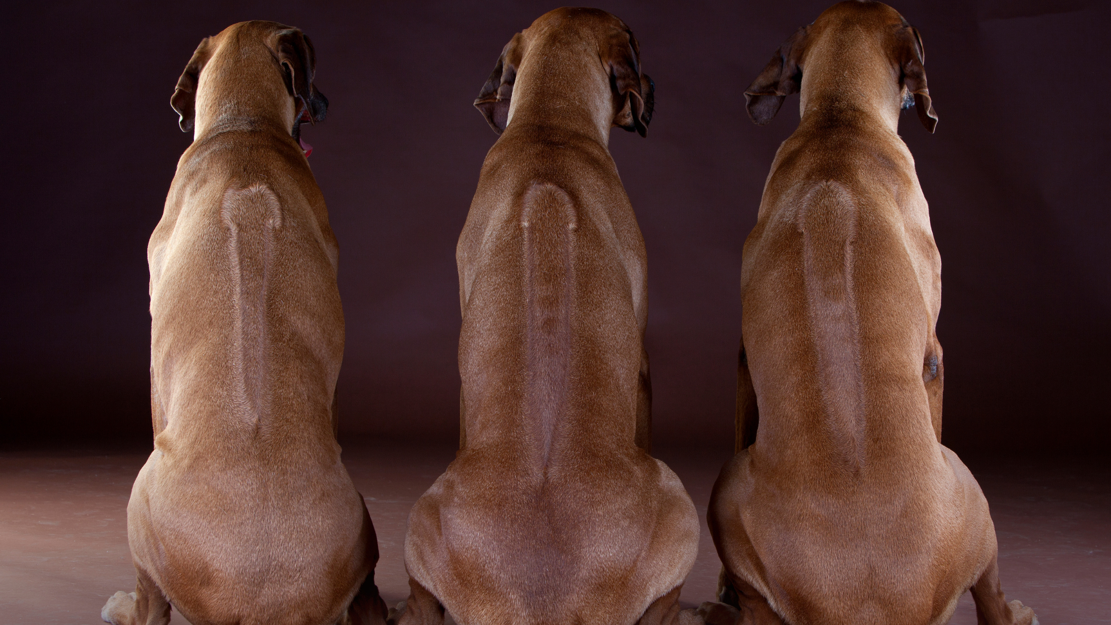 Three Rhodesian Ridgebacks showing their distinct feature against a black backdrop