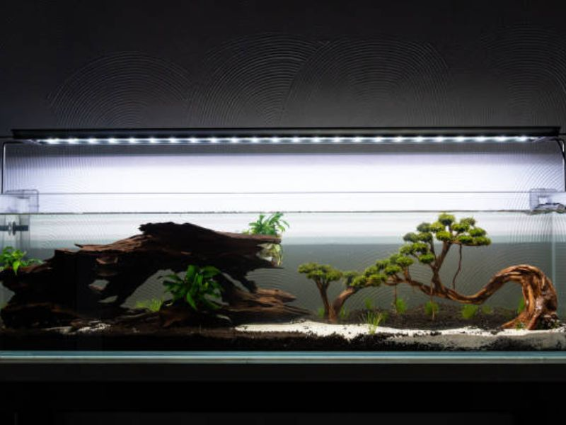 An elegantly minimalist aquarium featuring aquatic bonsai with verdant canopies perched on gracefully curved driftwood.