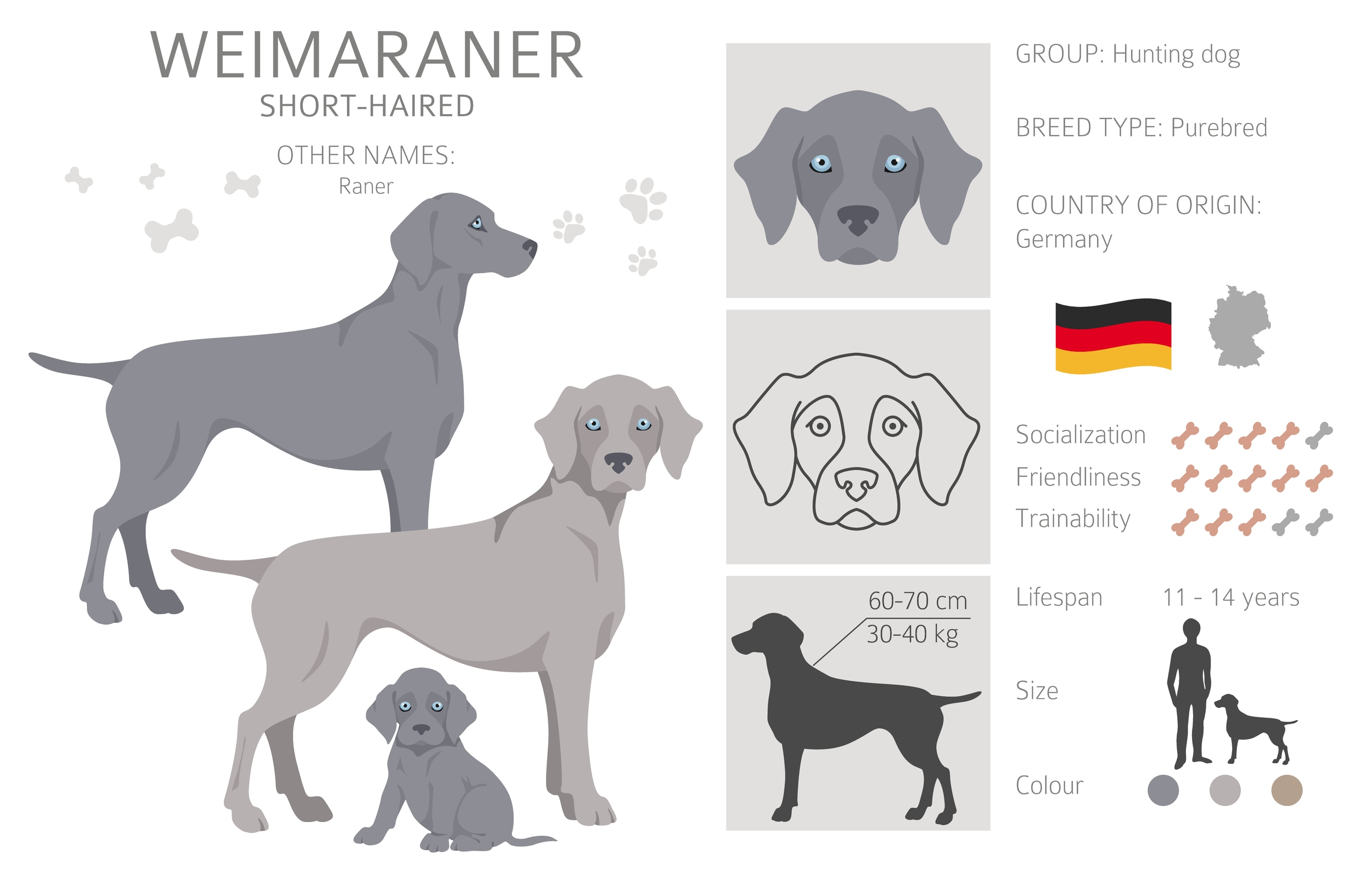 An infographic of a Weimaraner