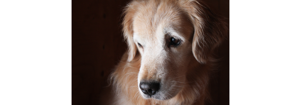 Canine Regular Premix with Grass-fed Beef Liver