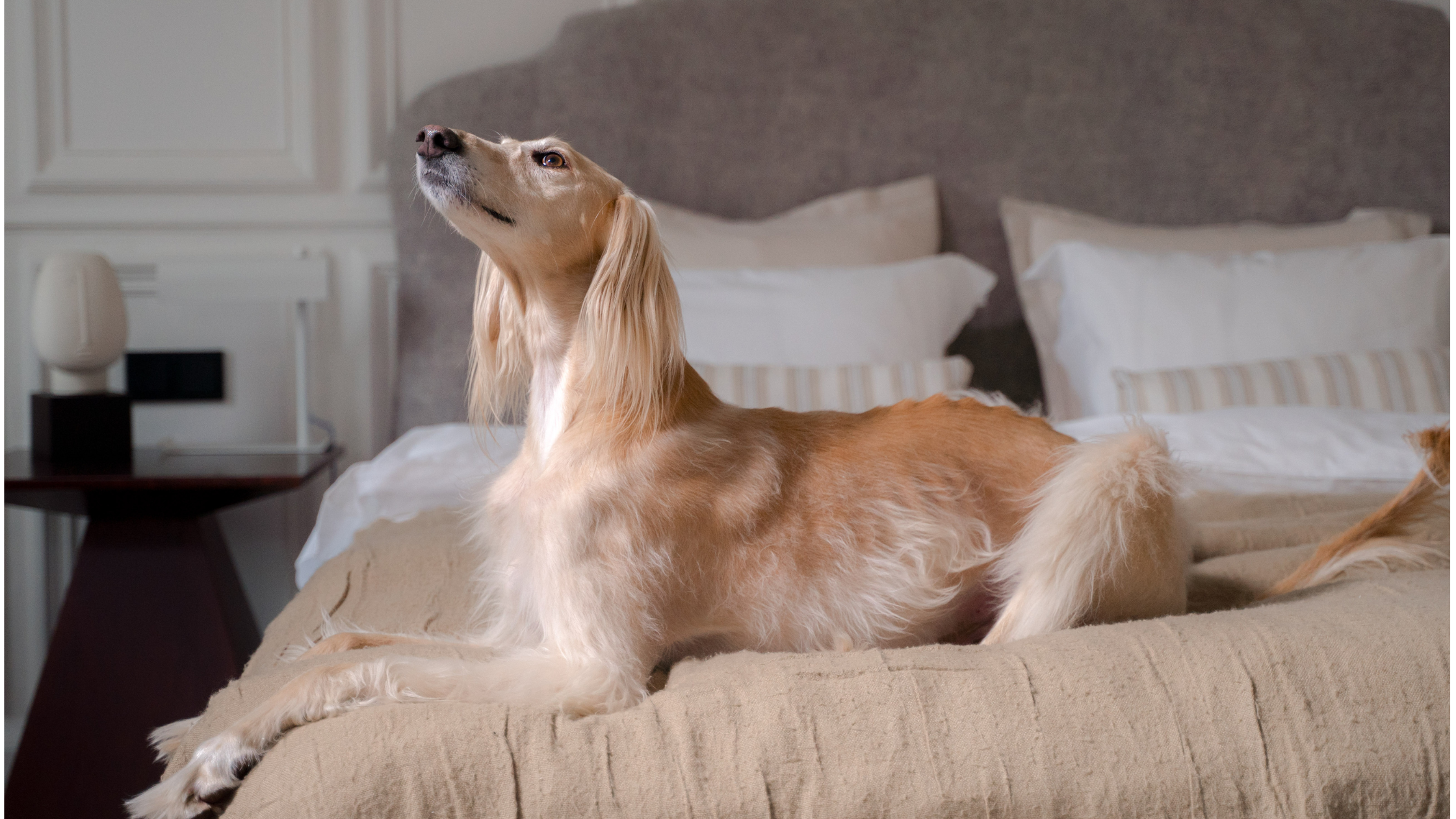 A tan Saluki dog laying peacefully on a bed