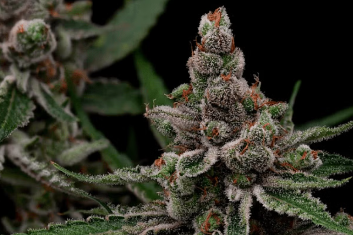 Super Blue Haze by Green Bodhi