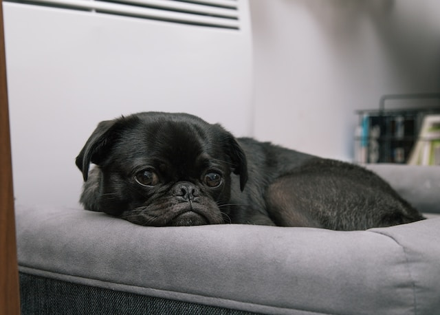 Black Pug Puppy Lying On Dog Bed