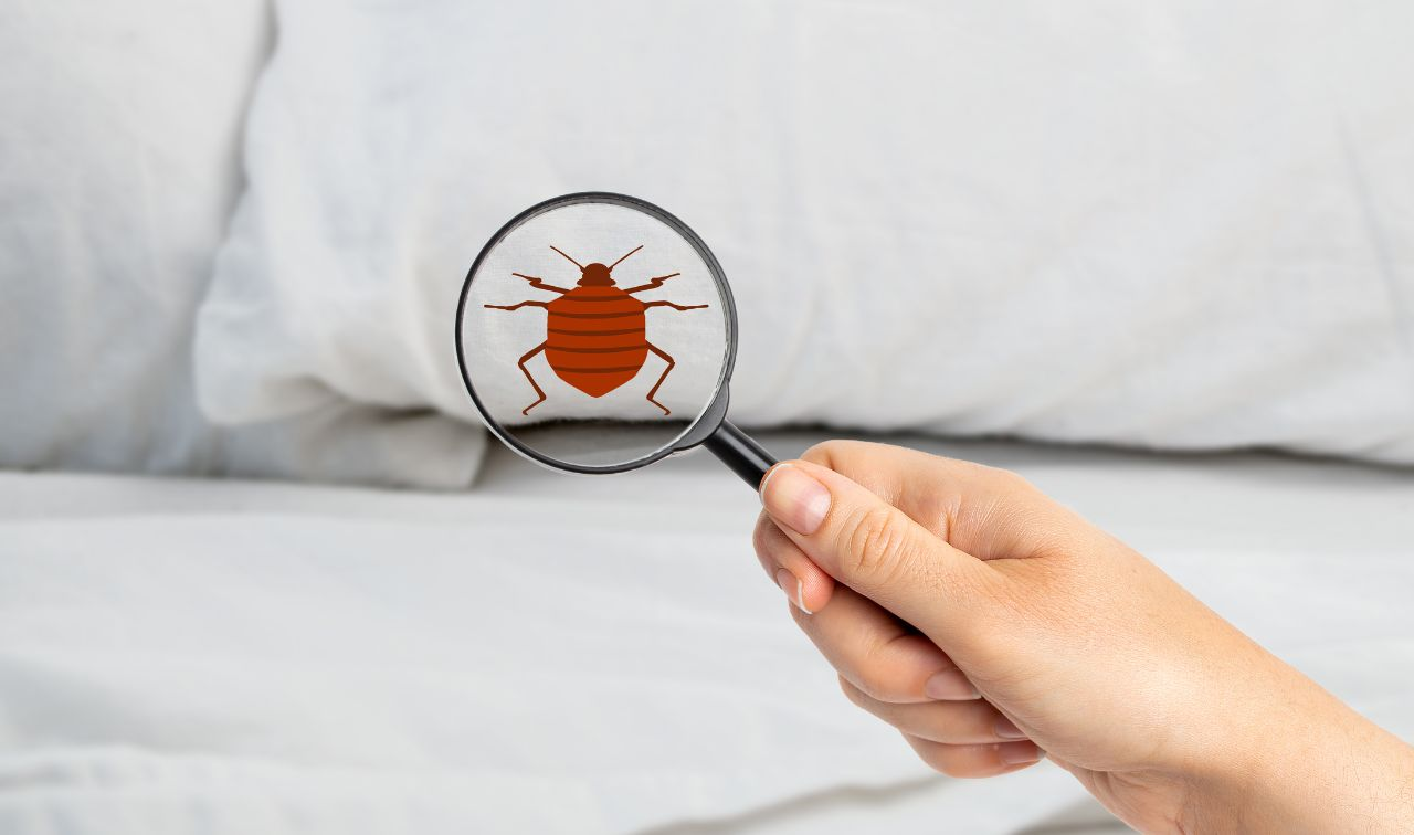 Bat Bugs Vs Bed Bugs: Telling Apart Similar Looking Pests