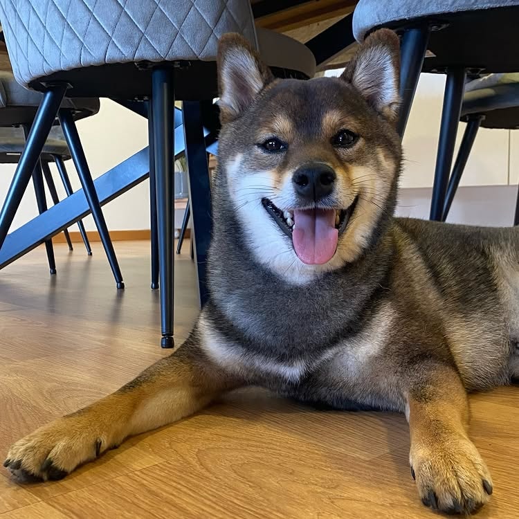 a shiba inu sitting near chairs indoors. 