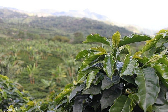 colombia coffee estate