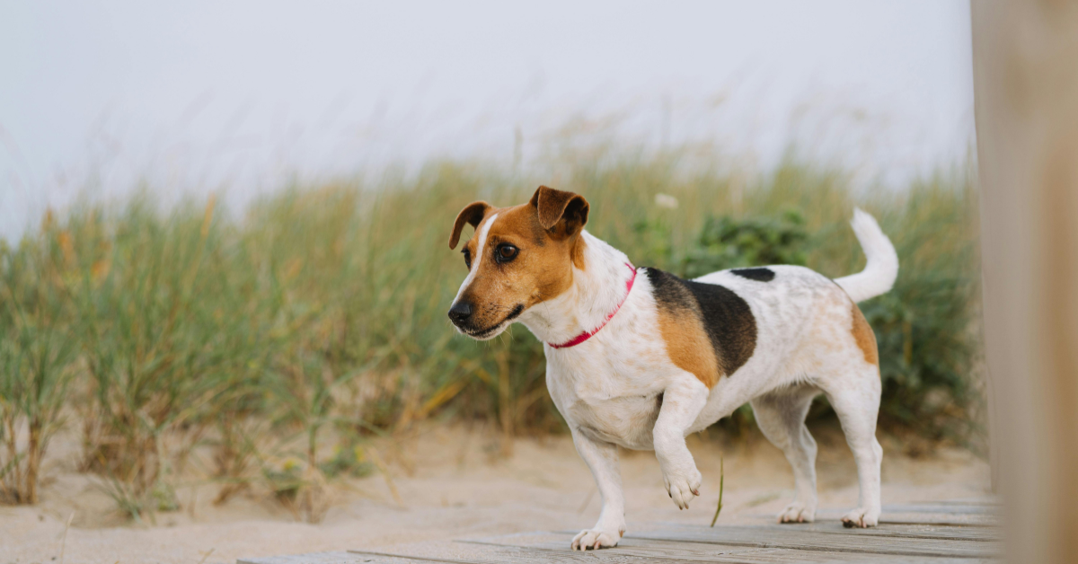 Dog enjoying the boardwalk and sand dunes by an Ocean Grove beach rental, highlighting pet-friendly Ocean Grove NJ rentals.