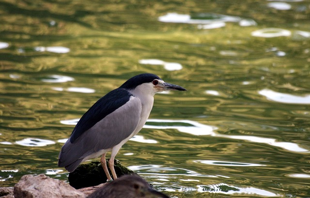 Black-crowned night heron,  birds that start with B