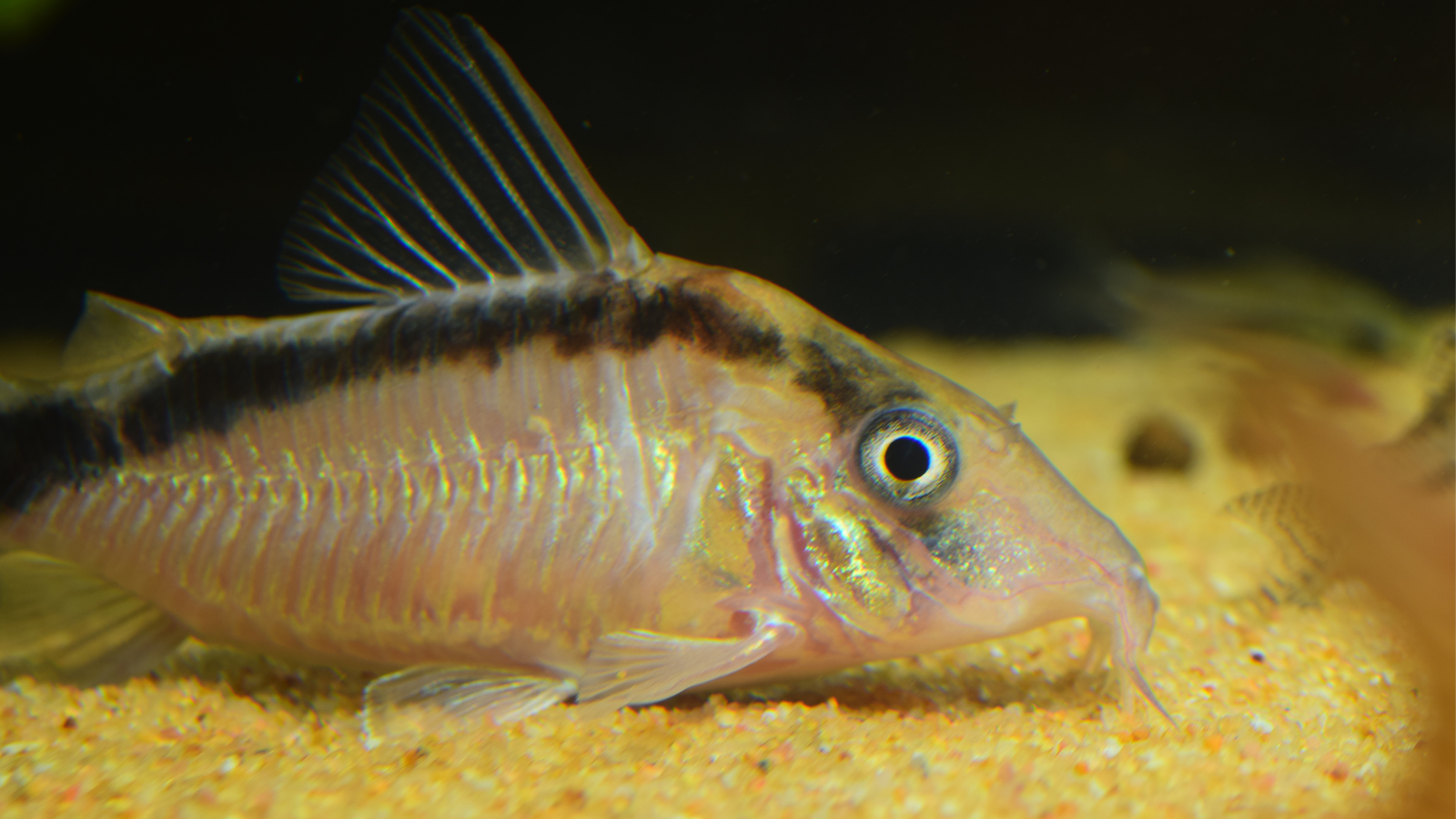 Corydoras catfish thrive in soft acidic waters.