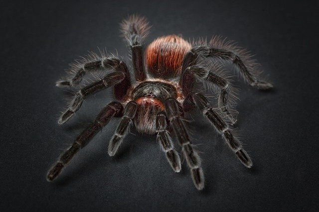 spider, tarantula, arachnophobia