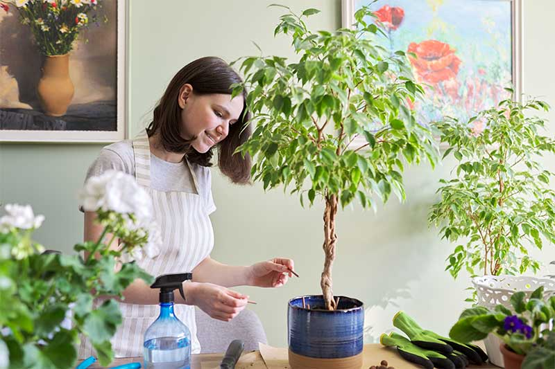 Mastering Watering and Fertilization for Your Japanese Maple Bonsai