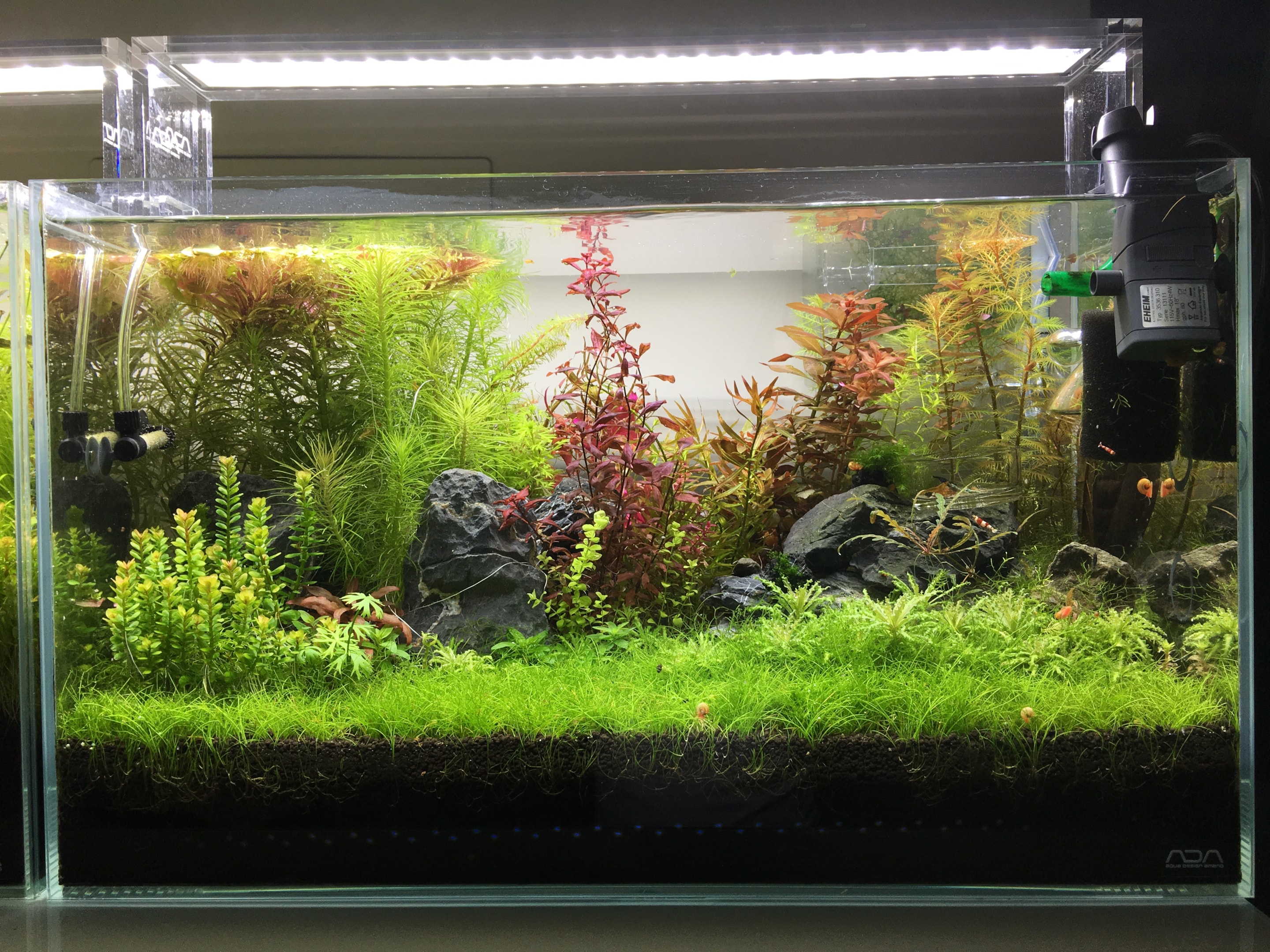 Factors such as size of aquarium and the intensity of light are important