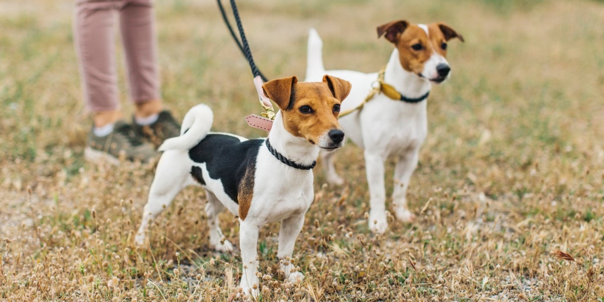 Physical and Health Advantages